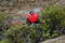Большой фрегат, Fregata minor ridgwayi, Great Frigatebird