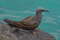 Бурая кланяющаяся крачка, Anous stolidus galapagensis, Brown Noddy