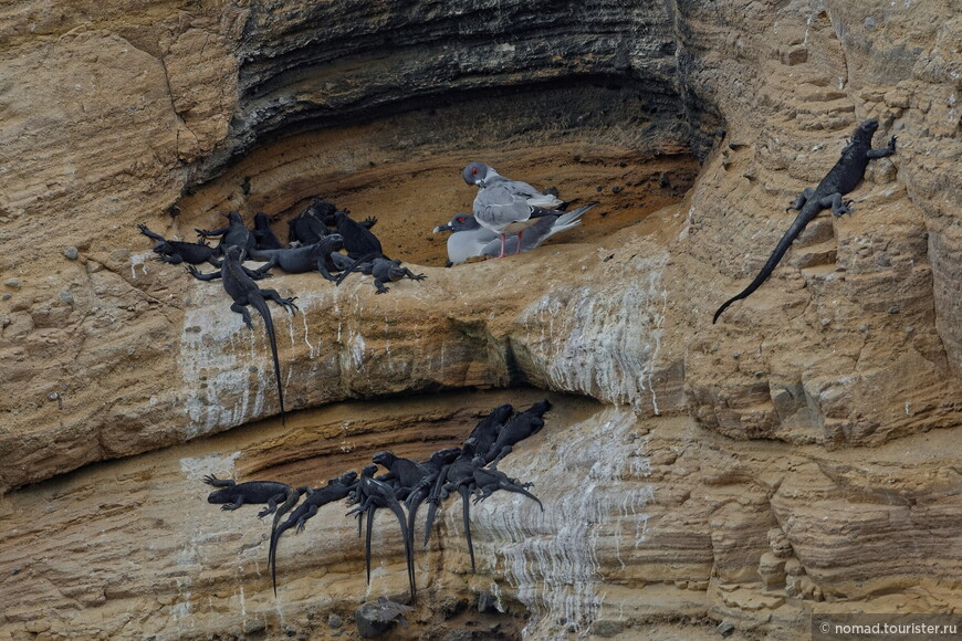 Галапагосская чайка, Creagrus furcatus, Swallow-tailed Gull
