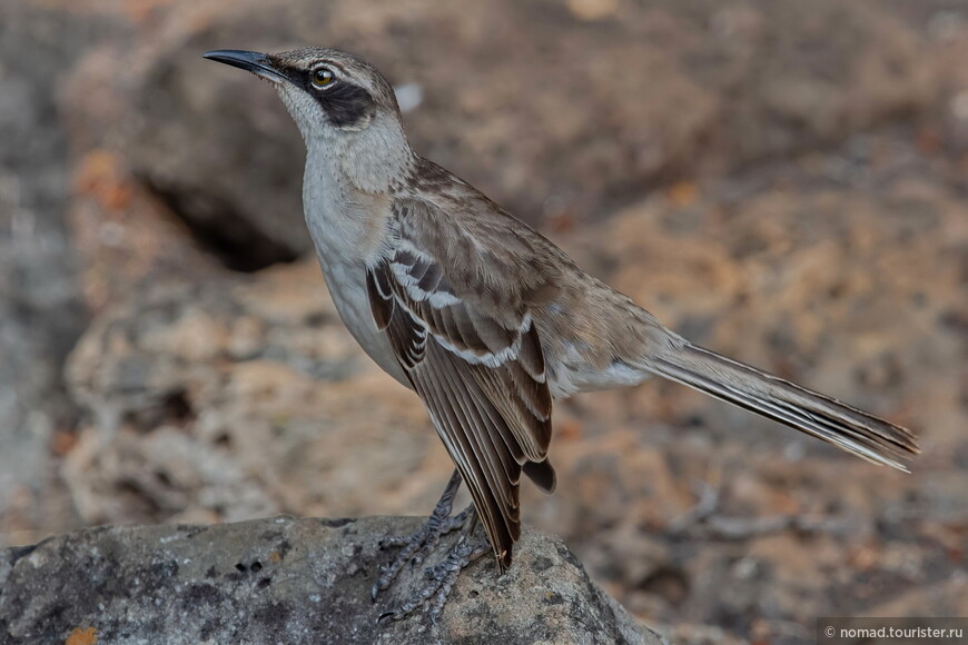 Галапагосский пересмешник, Mimus parvulus parvulus, Galapagos Mockingbird