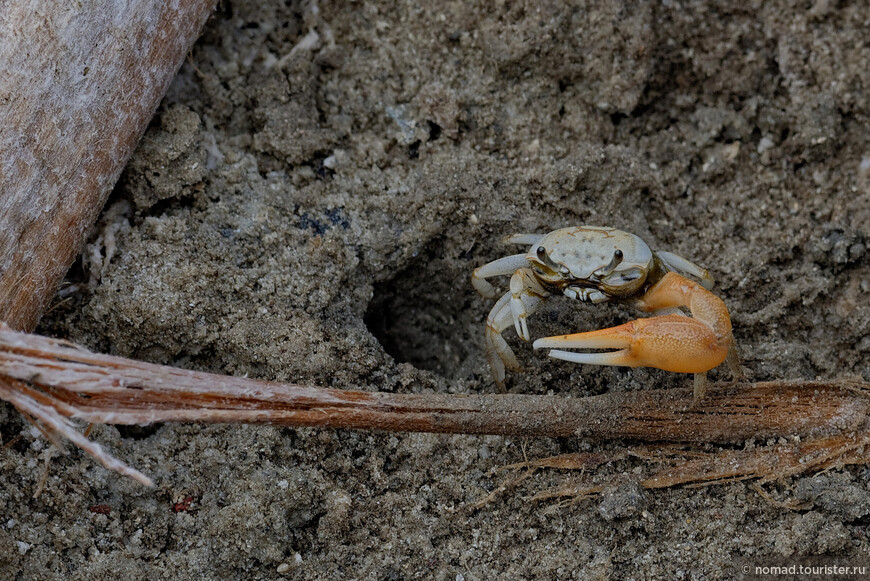 Манящий краб, Minuca galapagensis, Fiddler Crab