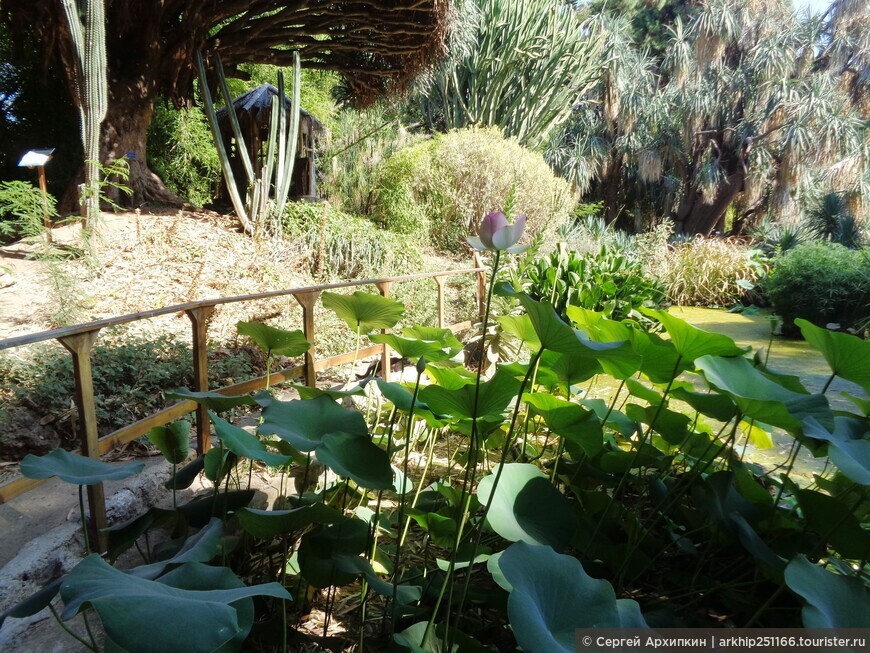 Прекрасный  Ботанический сад в Палермо на Сицилии