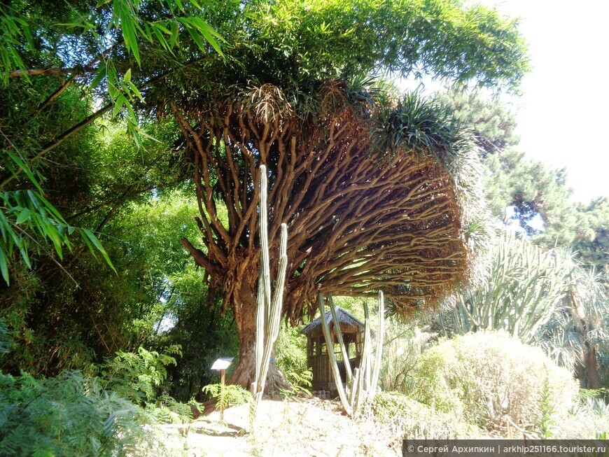 Прекрасный  Ботанический сад в Палермо на Сицилии