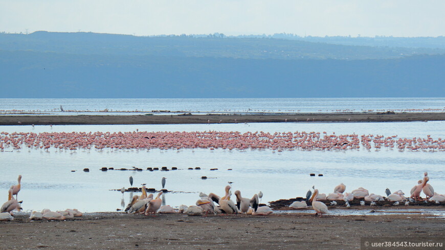 Розовые фламинго и белые пеликаны на озере Накуру