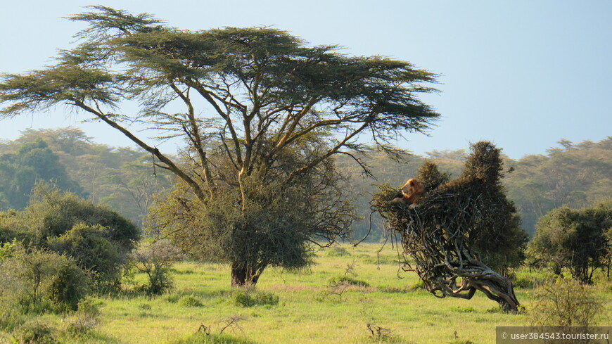 Лев в на дереве