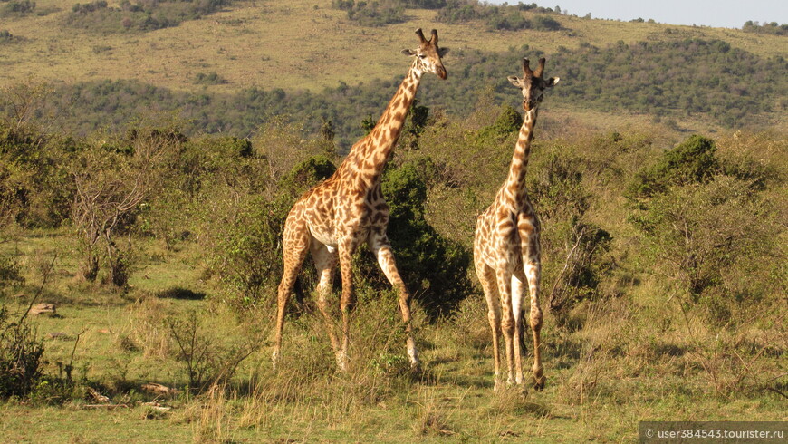 Жирафы на подъезде к парку Масаи Мара.