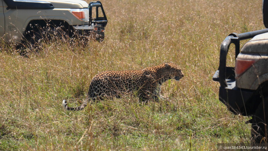 Леопард ищет куда спрятаться от навязчивых машин с туристами
