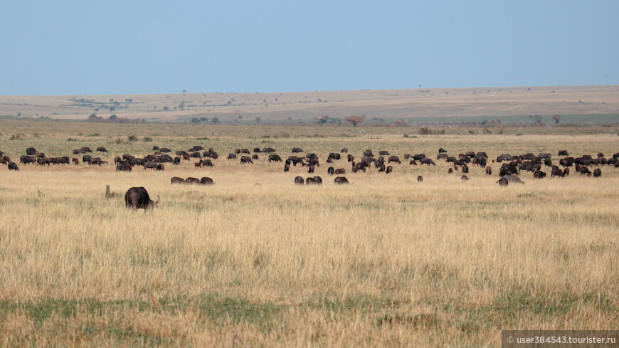 Стада буйволов, а за ними в далеке зебры. Вот, что значит нет колхозов.