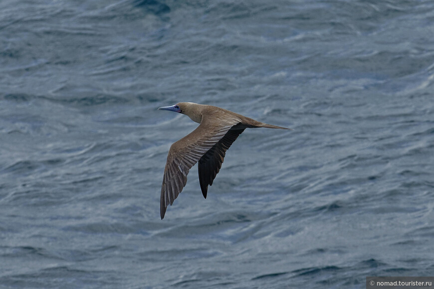 Красноногая олуша, Sula sula websteri, Red-footed Booby