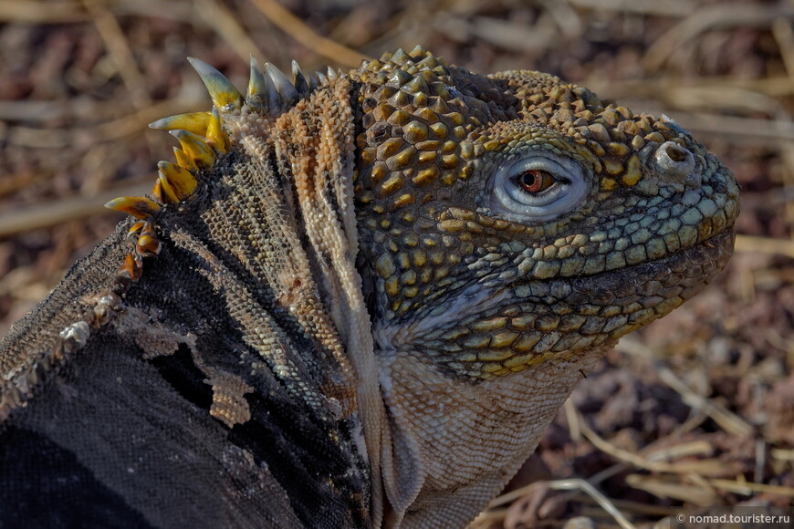 Земляная игуана, Conolophus subcristatus, Galapagos land iguana