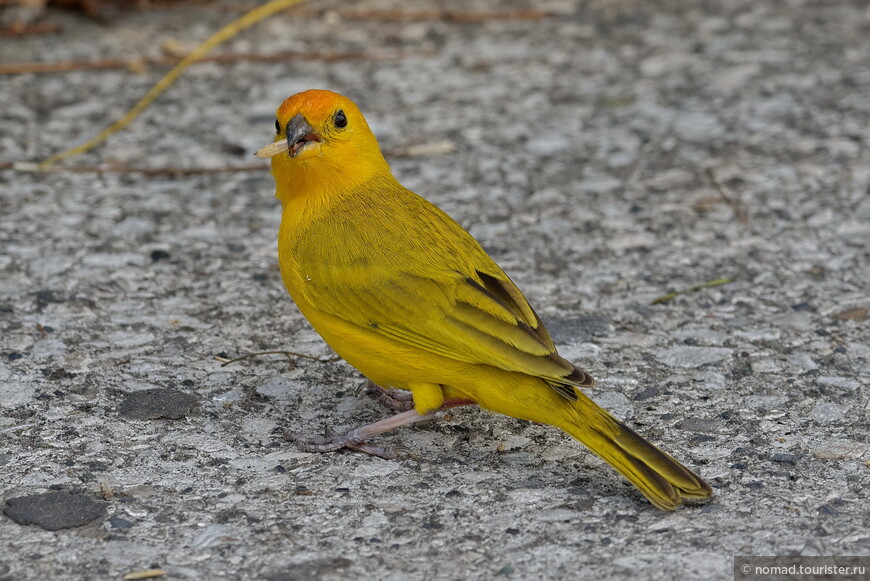 Шафрановый зерноед, Sicalis flaveola valida, Saffron Finch