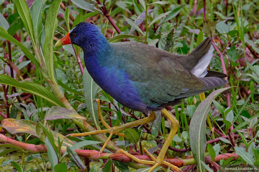 Малая султанка, Porphyrio martinica, Purple Gallinule