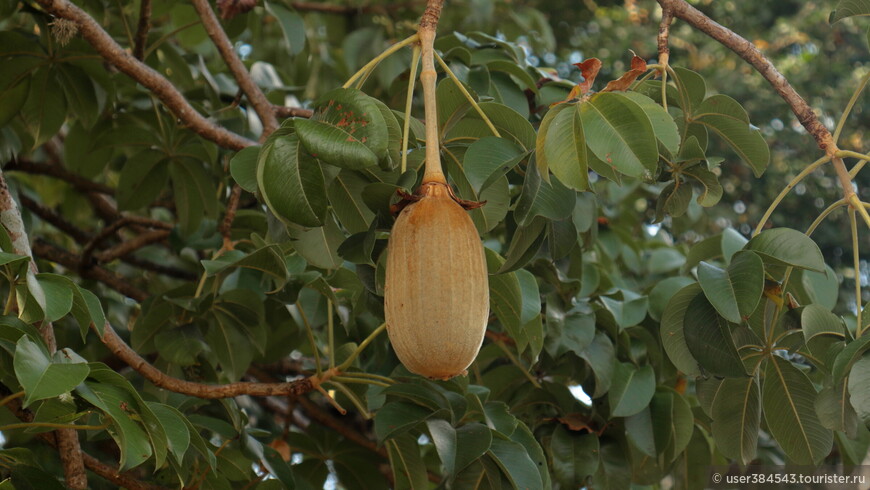 Плод Баобаба.