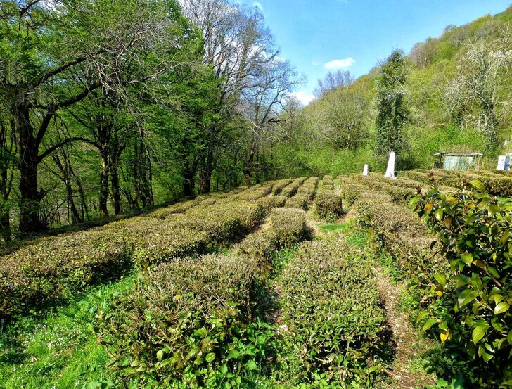 Чайные плантации в усадьбе И. А. Кошмана в Солохауле