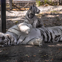 Белый тигр - папаша - с сыном