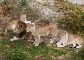 Тайган — парк львов в Крыму