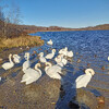 Лебеди на озере в Изборске