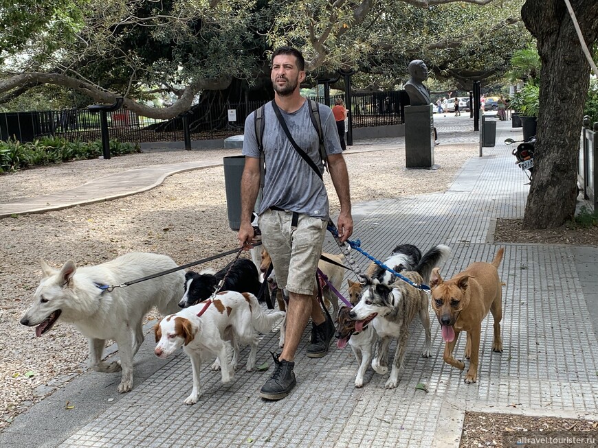Рядом с кладбищем Реколета. Нигде ни до, ни после Буэнос-Айреса (а в нем - несколько раз!) мы не видели, чтобы один человек выгуливал такое количество разнопородных собак. И вели они себя очень прилично - и  по отношению друг к другу, и к прохожим.