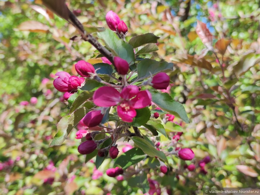 Время цветения розовых яблонь.