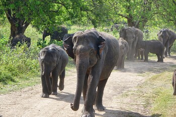 На Шри-Ланке слон напал на автобус c туристами из РФ 