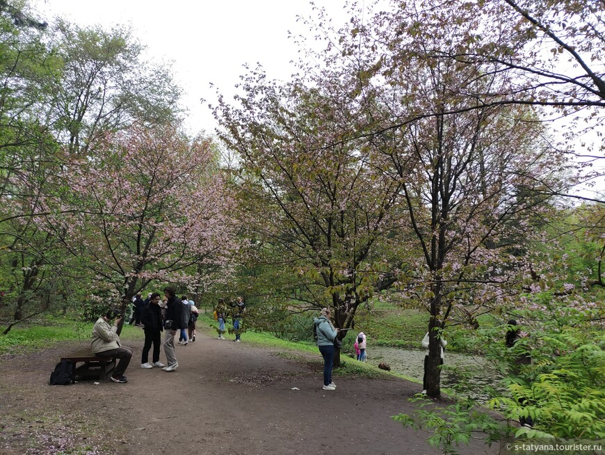 Сакура и Ханами в Японском саду