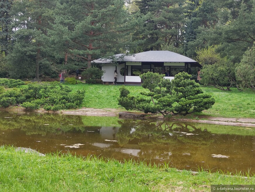 Сакура и Ханами в Японском саду