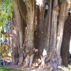 Гигантское дерево Туле