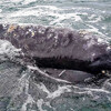 Наблюдение за серыми китами