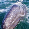 Наблюдение за серыми китами