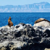 Морские львы на островке Сан Рафаэлито