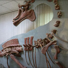 Палеонтологический музей, Амурский научный центр Дальневосточного отделения РАН в Благовещенске