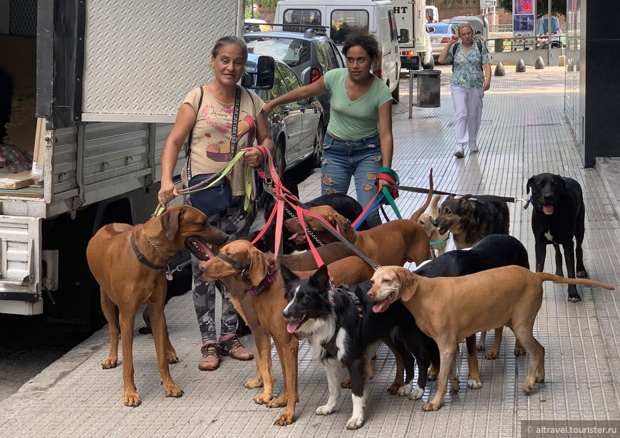 Нигде, кроме Буэнос-Айреса, нам не приходилось видеть группового выгула собак.