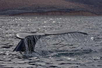 Где посмотреть на китов в России? 
