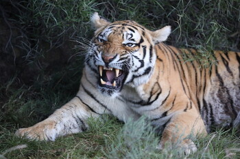 В Приморье на женщину напал амурский тигр