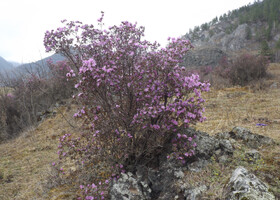 Цветущий Алтай