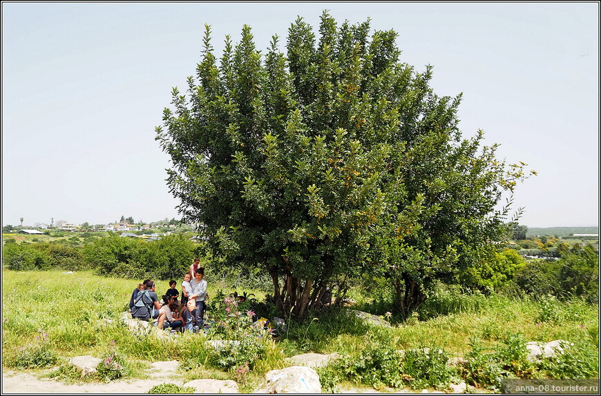 Весенний Израиль. Заповедник  Адуллам и цветущие лютики