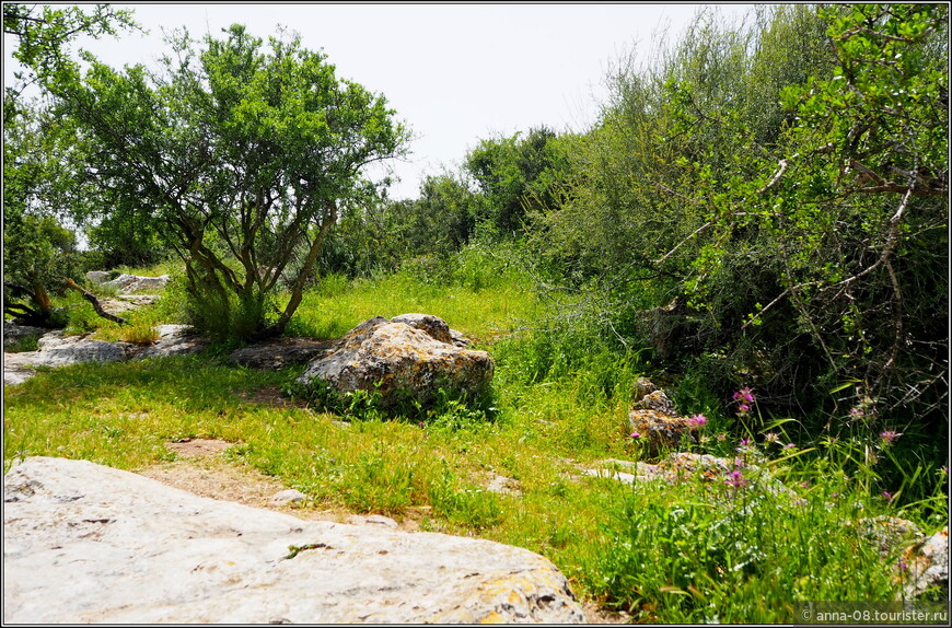 Весенний Израиль. Заповедник  Адуллам и цветущие лютики
