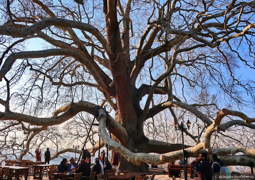 Султан-платан: одно из старейших и крупнейших деревьев Турции 