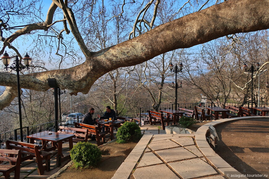 Султан-платан: одно из старейших и крупнейших деревьев Турции 