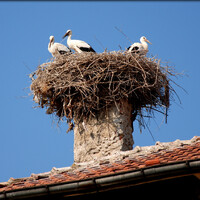 Storks или город, в котором живет счастье 