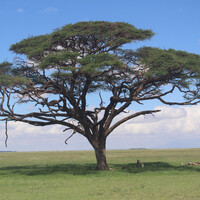 Сафари с видом на Килиманджаро