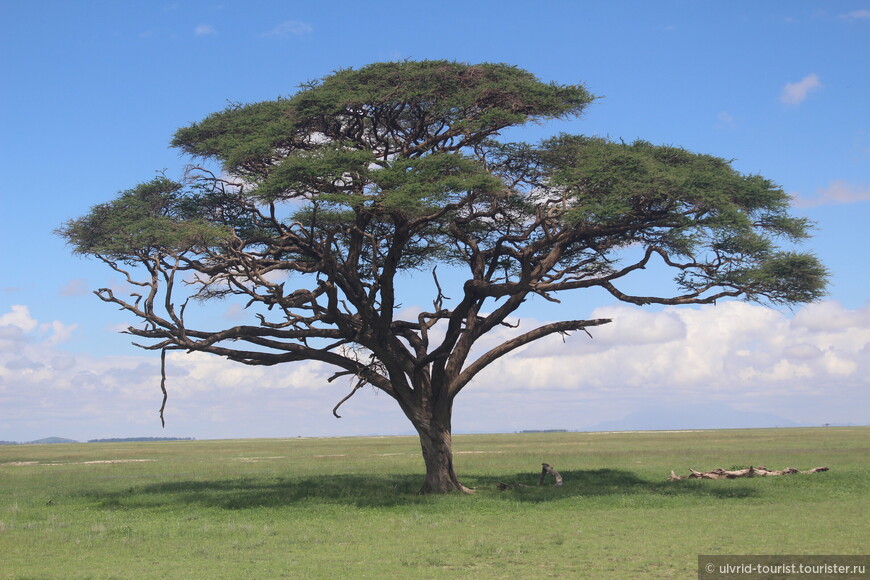 Сафари с видом на Килиманджаро