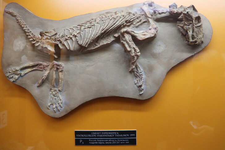 Экспонат Палеонтологического музея Котельнича