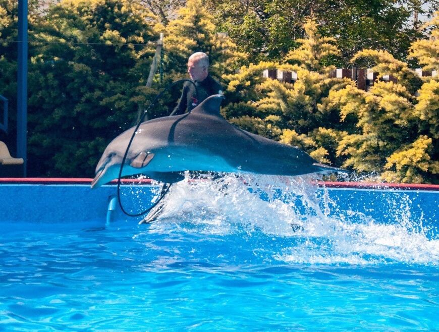 Севастопольский дельфинарий «Победа»