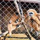 Зоопарк «Планета обезьян» на Калужском шоссе