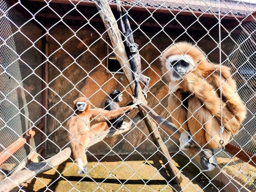 Зоопарк «Планета обезьян»</br> на Калужском шоссе