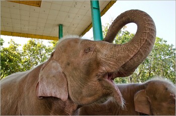 Мьянма подарит Калужской области шесть слонов 
