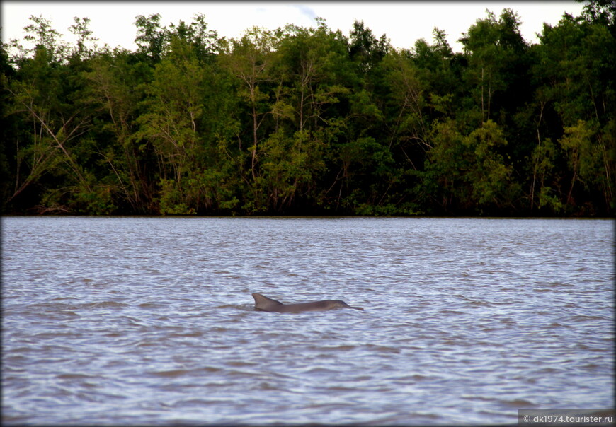 Душевный Суринам или сафари на речных дельфинов 