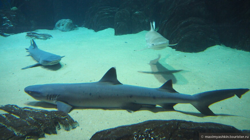 Рифовая акула (Triaenodon obesus)
