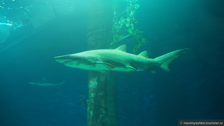 Песчаная акула (Carcharias taurus)